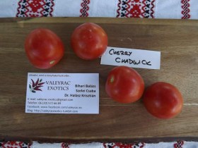 Cherry Chadwick paradicsom - Paradicsom különlegességek az Egzotikus Növények Stúdiója kínálatából